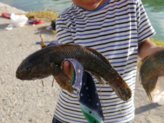沖縄の魚「この魚　何？」