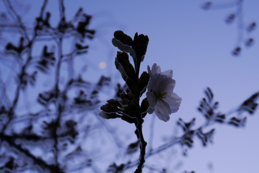 もうすぐ開花