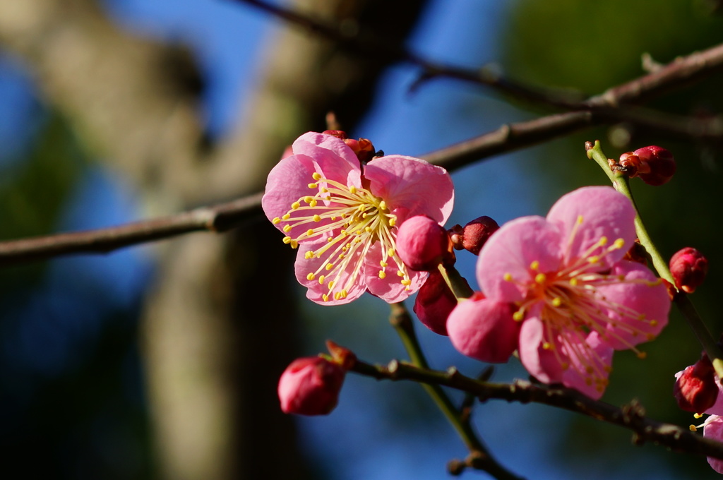 神戸　岡本梅林　２