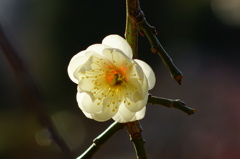神戸　岡本梅林公園　１