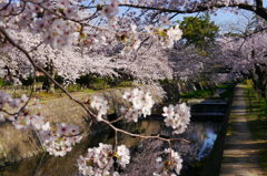 夙川満開　１