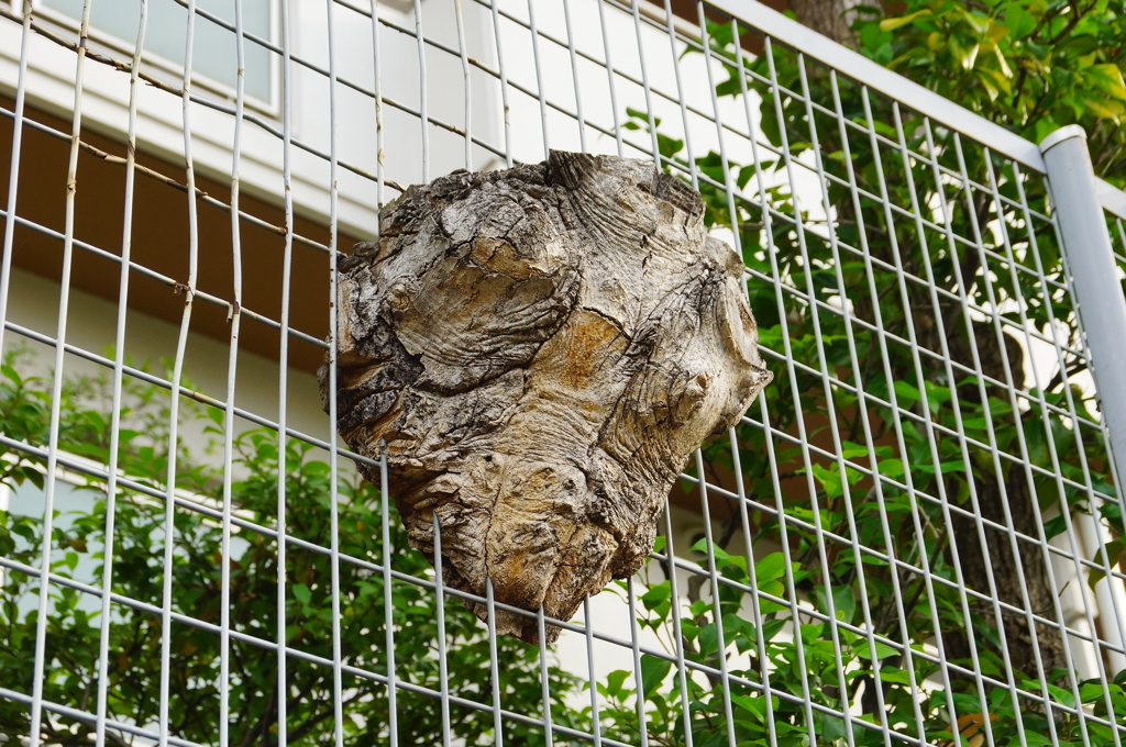 残された一片の樹