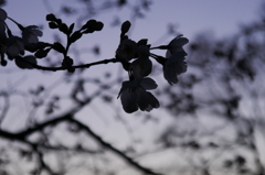 夕方桜