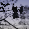 夕方桜