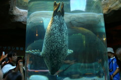 旭山動物園の定番　その2