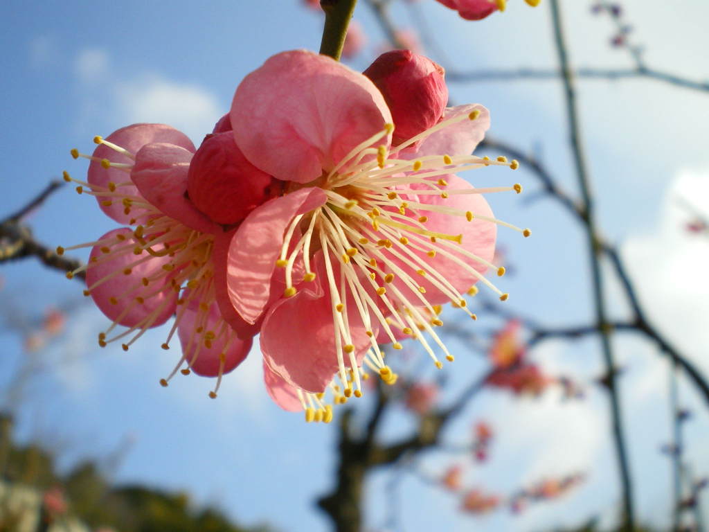 梅の花　コンデジ？