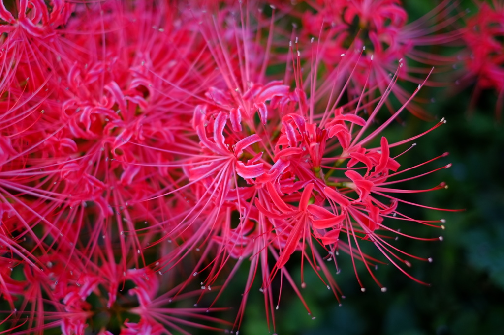 曼珠沙華