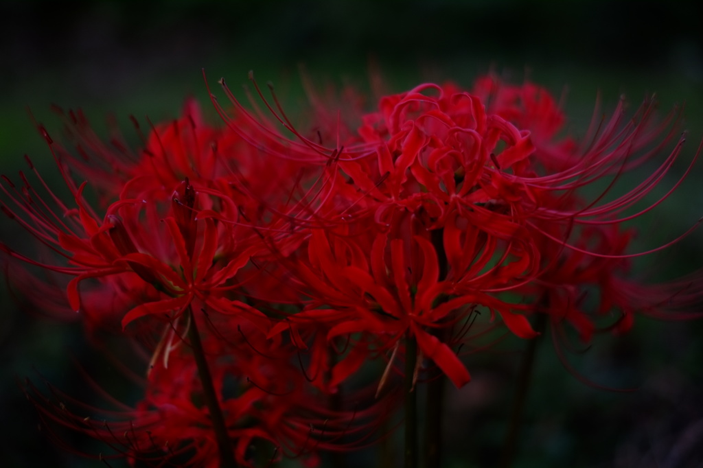 曼珠沙華