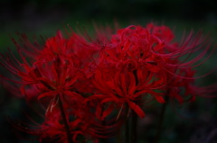 曼珠沙華