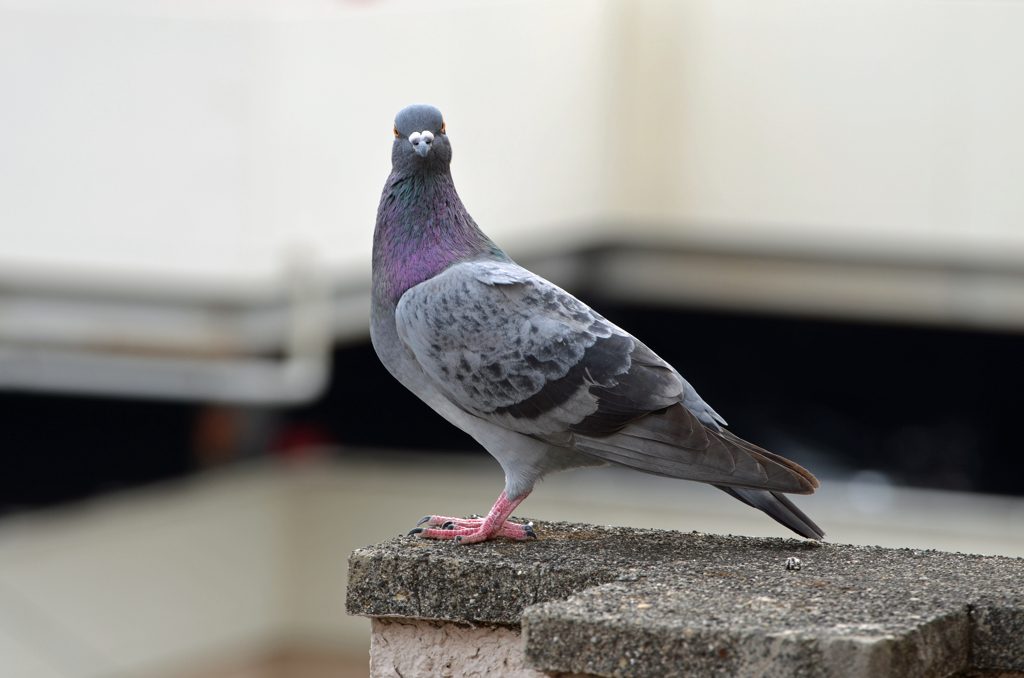 ガン見