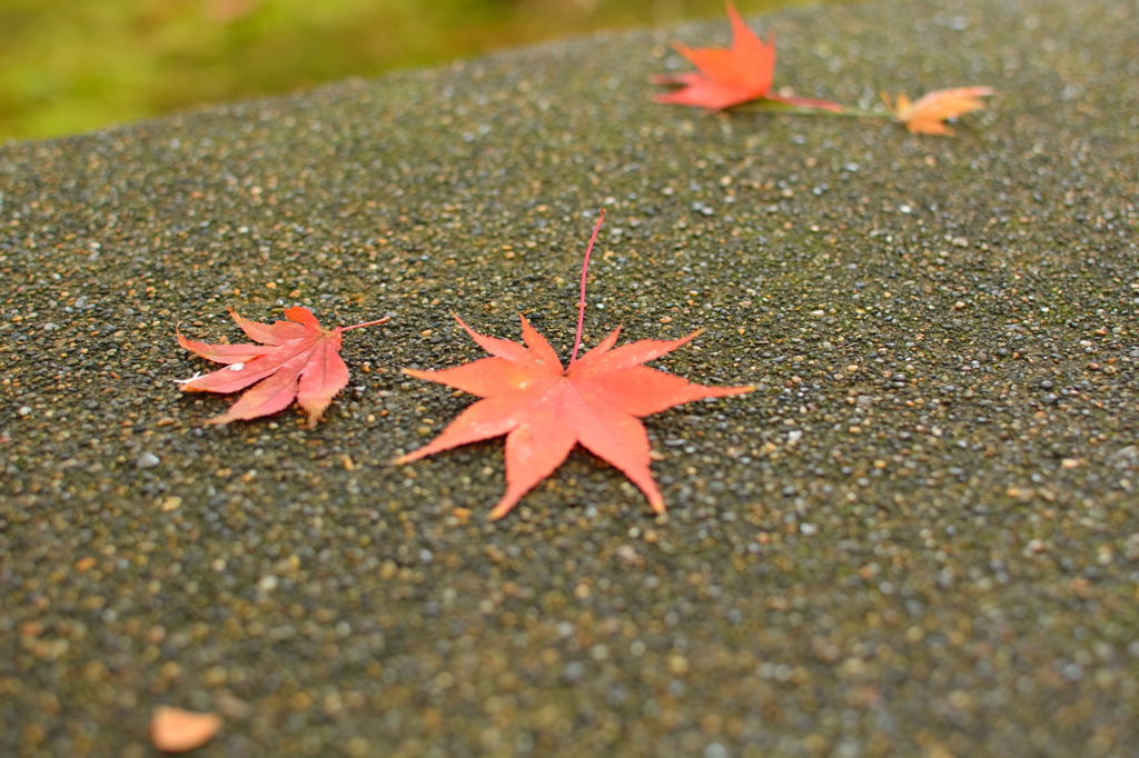 紅葉2