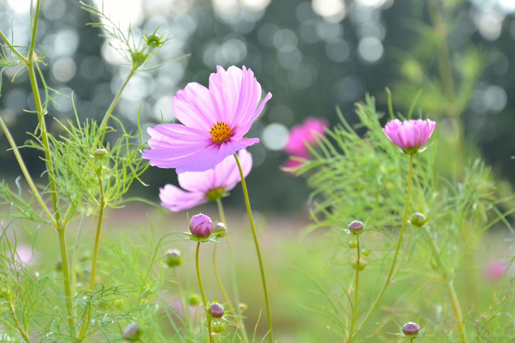秋桜