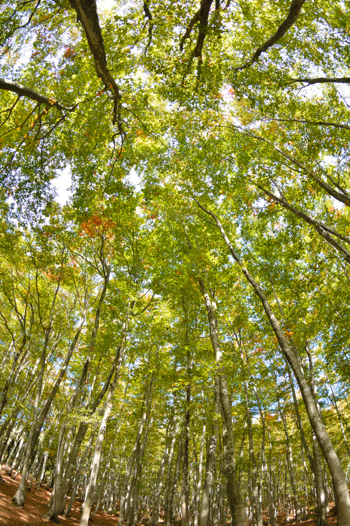 黄葉にはまだ早かった…