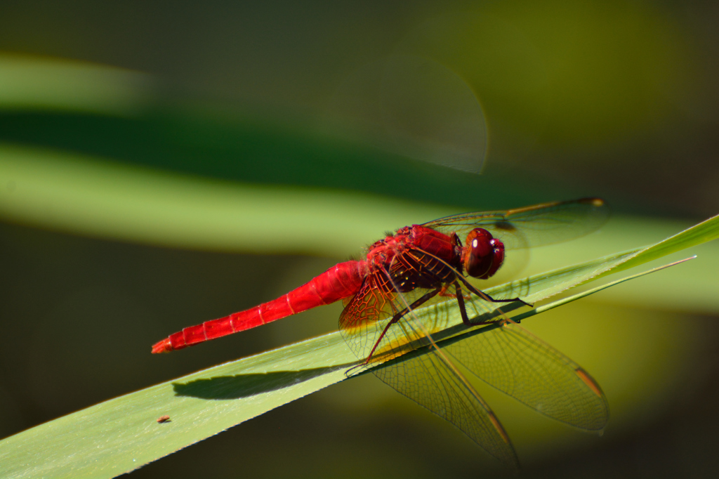最近、めっきり蜻蛉を見なくなった