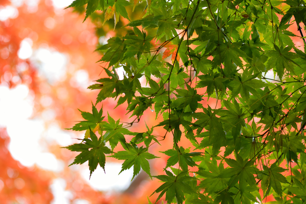 紅葉1
