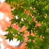 紅葉1
