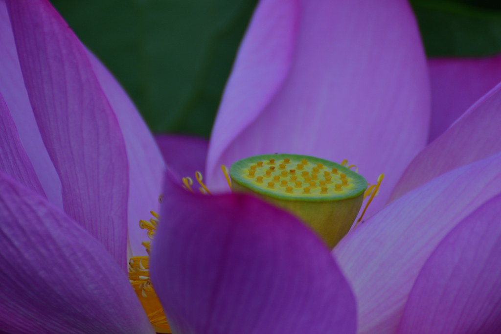 高田公園の蓮　その４