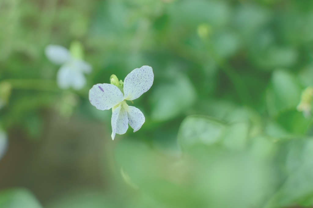 春　穏やかなひととき、4