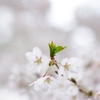 桜_新緑