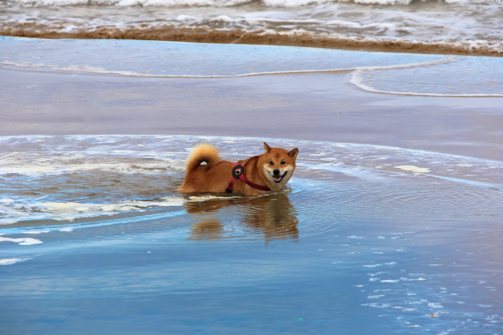 犬かき？