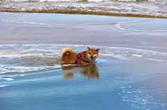 犬かき？