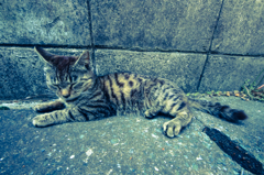 ごろん