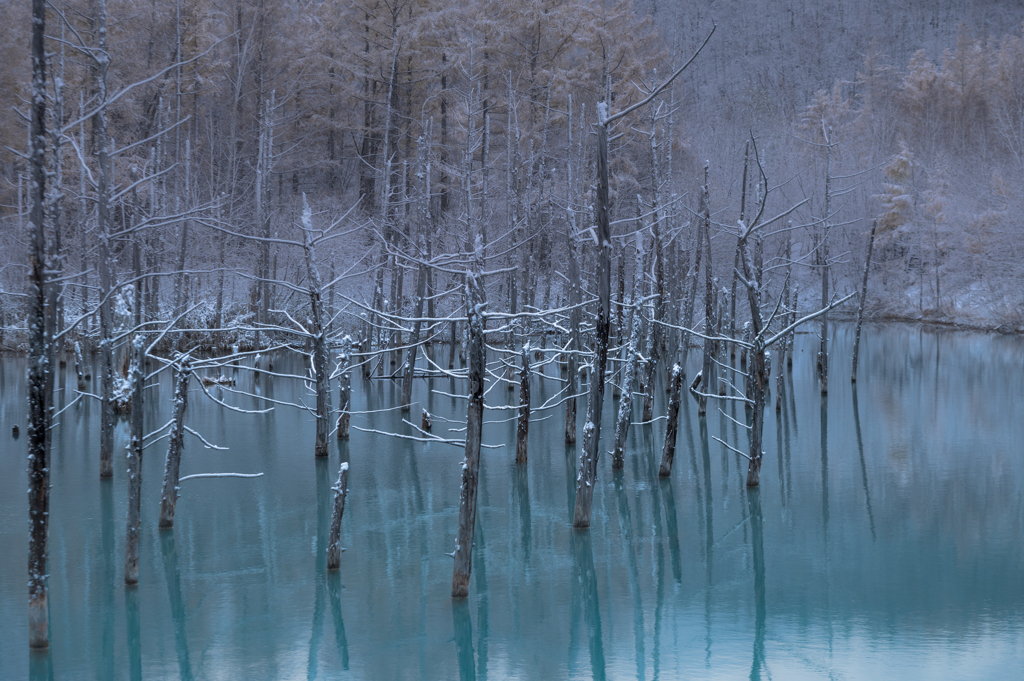 初雪の早朝、青い池にて。