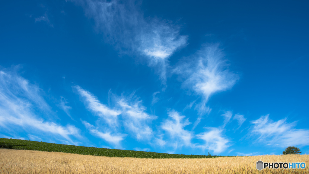 麦と夏空