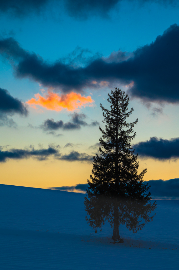 クリスマスツリーの木と、冬の夕暮れ。