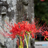 石像と曼珠沙華