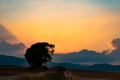 丘の木と夕陽。