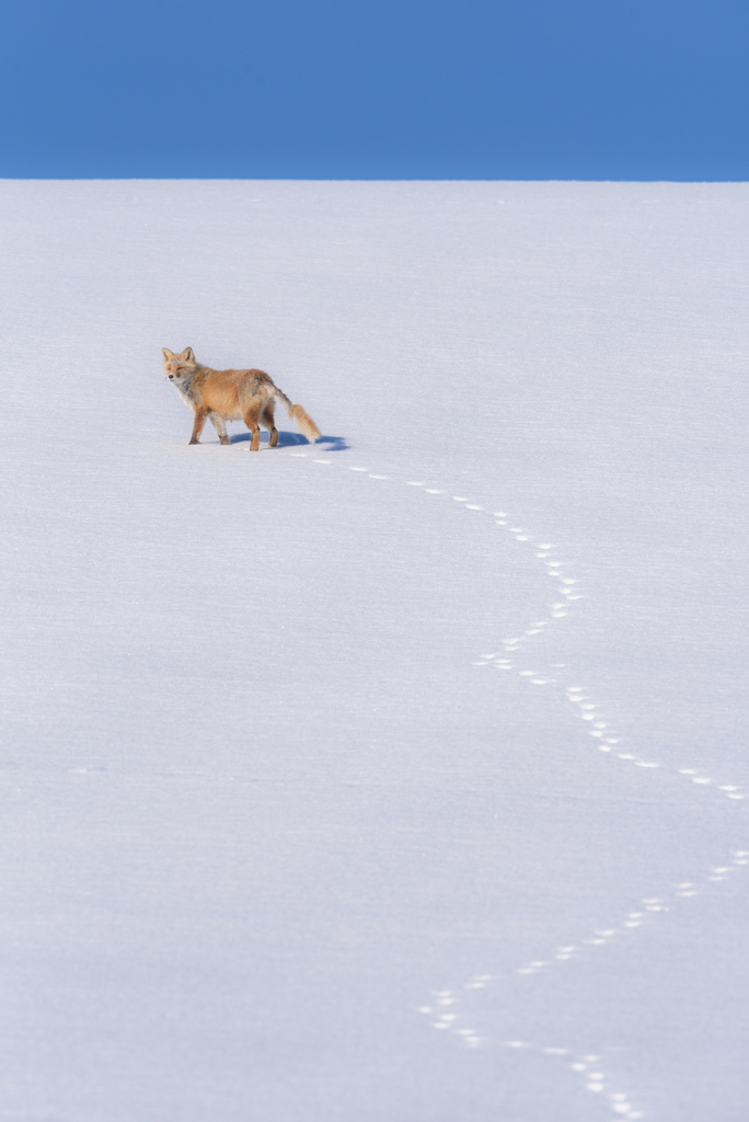 雪畑で餌を探す老キタキツネ。