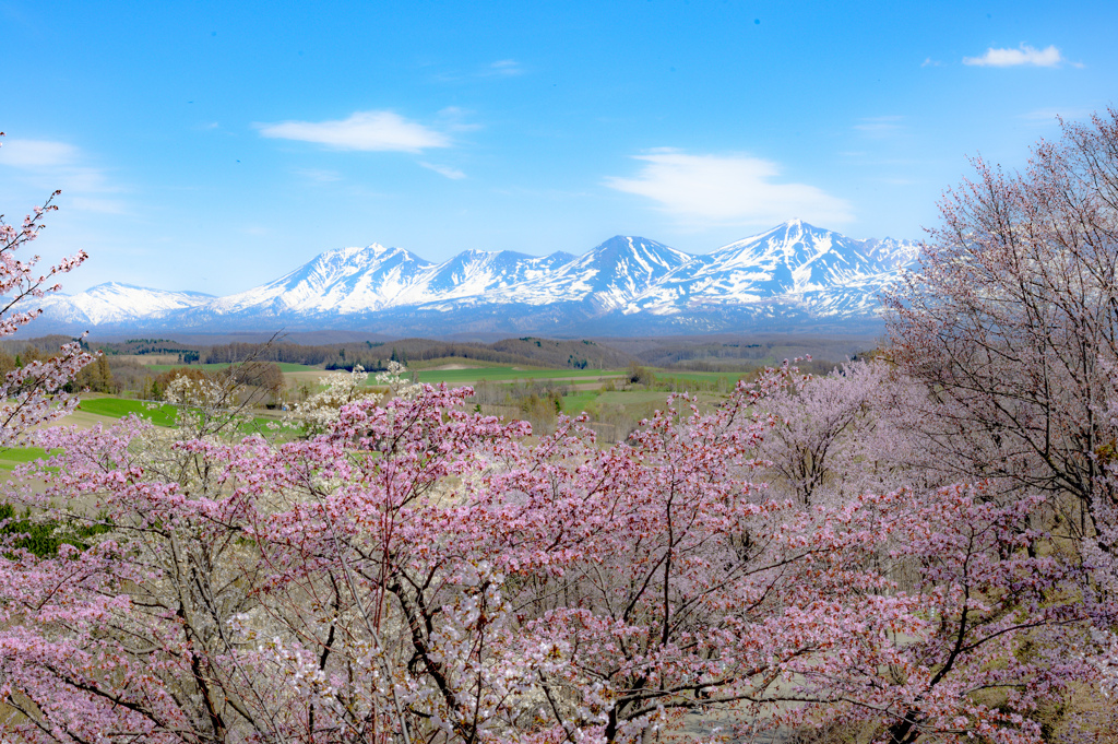 美山峠の山桜。