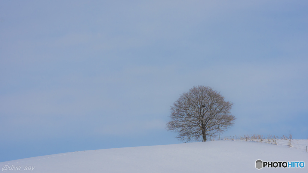 雪山の上にたつ一本の木