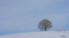雪山の上にたつ一本の木