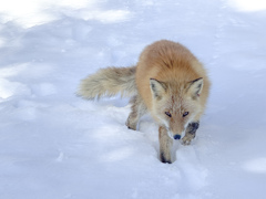 雪山のキタキツネ。