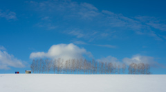 晴天と雪と整然とならぶ白樺林