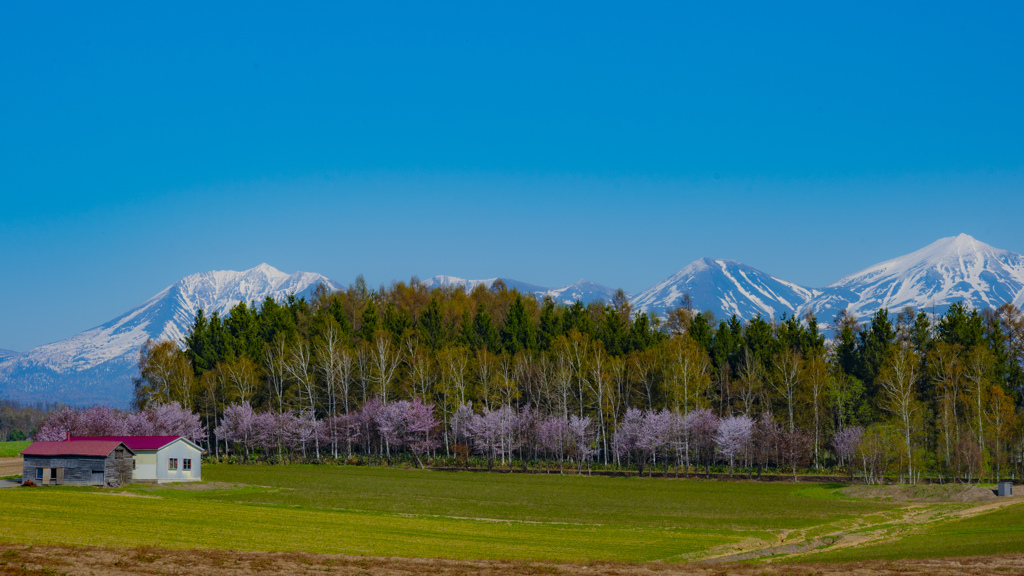 山桜の並木。