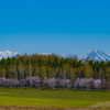 山桜の並木。