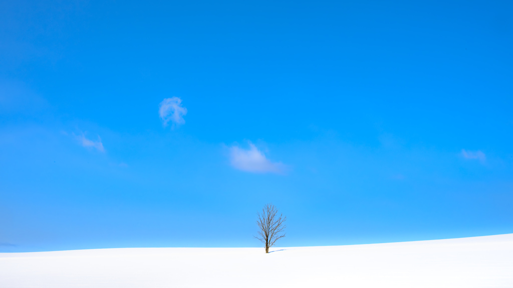 晴れの中の木。