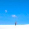 晴れの中の木。