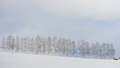 整然と雪道に並ぶ白樺の木