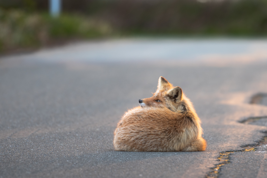 夕暮れにたたずむ