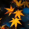 終秋の紅葉、3