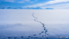 雪原の足跡