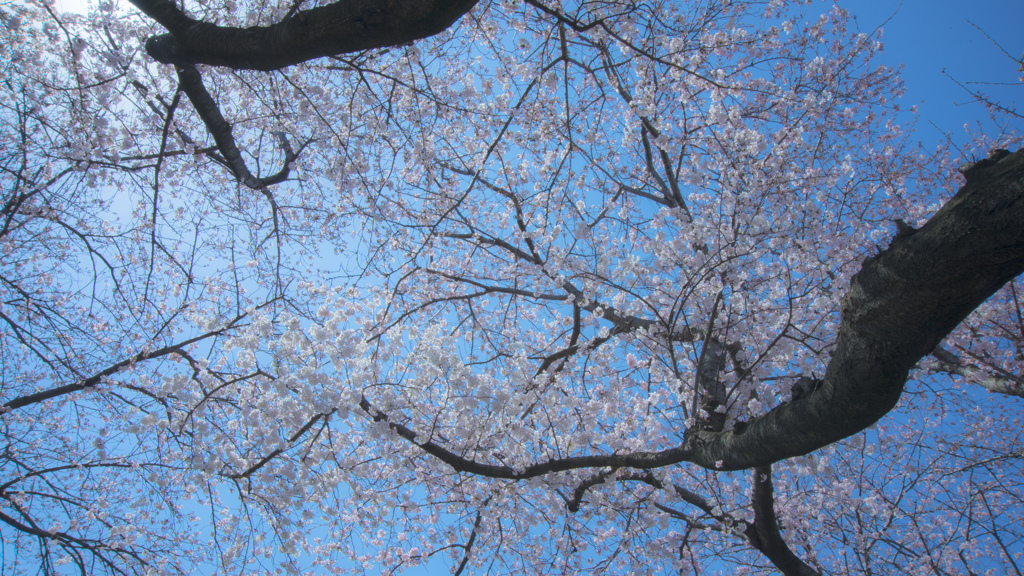 春、桜3
