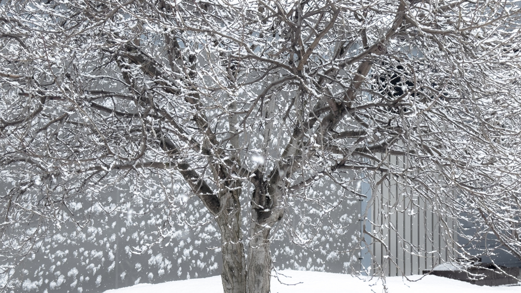 着雪の模様。