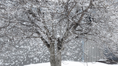 着雪の模様。