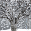 着雪の模様。