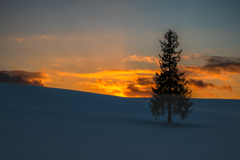 クリスマスツリーの木のある雪の丘に沈む夕陽。